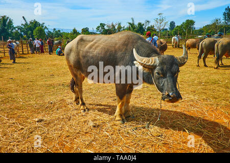 HEHO, MYANMAR - février 19, 2018 : La belle buffalo sur le marché au bétail, le 19 février à Heho. Banque D'Images