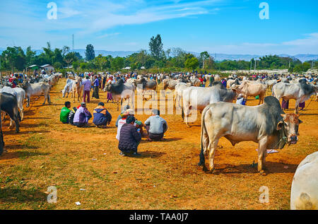 HEHO, MYANMAR - février 19, 2018 : les bergers avec vaches zébu et buffles dans les enclos de bétail local célèbre juste dans l'Etat Shan, le 19 février à H Banque D'Images