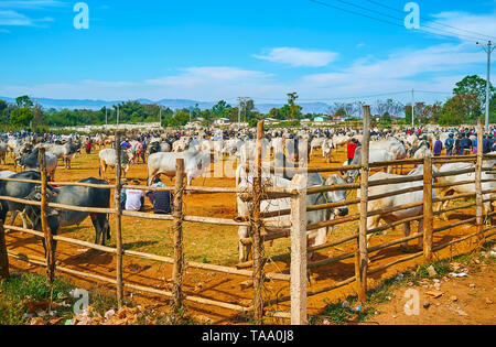 HEHO, MYANMAR - février 19, 2018 : le zébu vaches dans les enclos de bétail local célèbre juste, attirer les touristes, la visite de l'État de Shan, le 19 février à H Banque D'Images