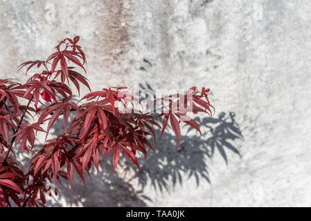 Japanese maple - Acer palmatum - les feuilles contre mur gris sous le soleil Banque D'Images