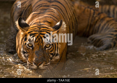 Tigresse de ralentissement en points d'eau, le parc national de Ranthambore, Rajasthan, Inde, Asie Banque D'Images