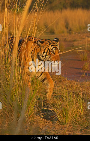 Tigre du Bengale, le parc national de Ranthambore, Rajasthan, Inde, Asie Banque D'Images