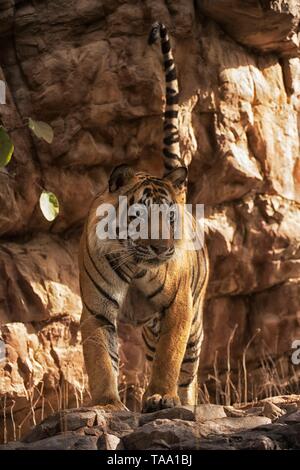 Tigre du Bengale dans le parc national de Ranthambhore, Rajasthan, Inde, Asie Banque D'Images