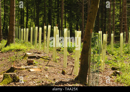 Reboisement sur une clairière avec de jeunes arbres plantés en rangées et protégées par des tubes en plastique Banque D'Images