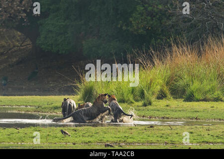 Tigre du Bengale dans le parc national de Ranthambhore, Rajasthan, Inde, Asie Banque D'Images