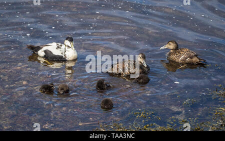 Les eiders et les canetons Banque D'Images