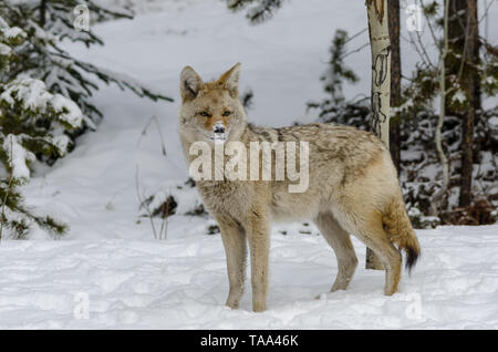 Coyote sauvage avec de la neige sur son nez à son prochain repas , dans les bois Banque D'Images
