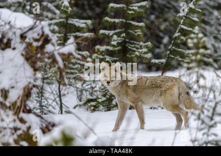 Coyote sauvage passé à pied dans la neige profonde dans les bois Banque D'Images