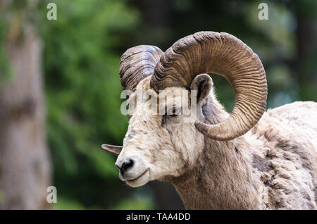 - Le mouflon (Ovis canadensis) Banque D'Images