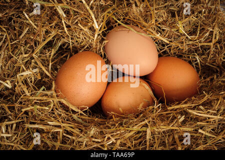 Free Range fraîchement pondus les oeufs de poules brun niché dans un lit de paille Banque D'Images