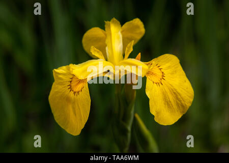 Fleur iris aquatiques Banque D'Images