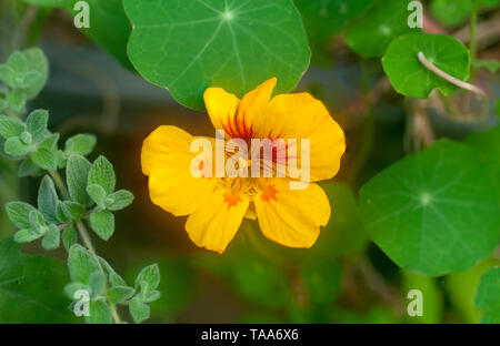 Gros plan d'une floraison (Tropaeolum majus capucine, Indian cress ou moines cress) Banque D'Images