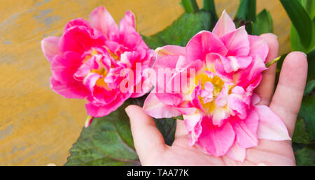 Double Finola tulip. Belle fleur rose dans la main de femme. Variété de tulipe comme une pivoine Banque D'Images