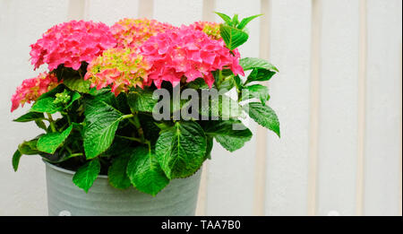 Le charmant Hortensia hydrangea sur le patio. Nom scientifique de cette fleur est l'Hydrangea macrophylla. La floraison pendant longtemps et est facile Banque D'Images