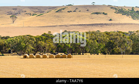 Balles de foin rondes sur le champ après la récolte pour l'alimentation du bétail sur l'île kangourou en Australie Banque D'Images