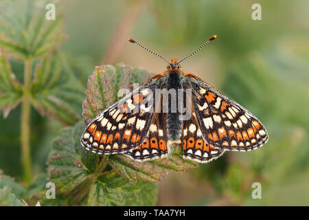 Marsh Fritillary butterfly (Euphydryas aurinia) perché sur bramble avec ailes ouvertes. Tipperary, Irlande Banque D'Images