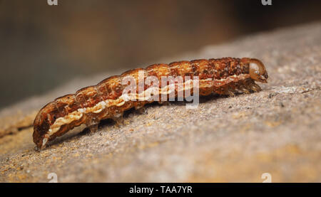 True Lover's Knot Lycophotia porphyrea (caterpillar) reposant sur un rocher. Tipperary, Irlande Banque D'Images