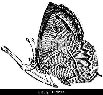 Couper du bois gravé, illustration tirée de "Le Trésor de l'Histoire Naturelle" par Samuel Maunder, publié 1848 Banque D'Images