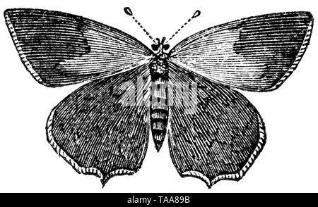 Couper du bois gravé, illustration tirée de "Le Trésor de l'Histoire Naturelle" par Samuel Maunder, publié 1848 Banque D'Images