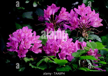 Rhododendron ponticum rhododendron commun, appelé pontique ou rhododendron, est une espèce de Rhododendron originaire du sud de l'Europe et l'Asie du Sud-Ouest. Banque D'Images