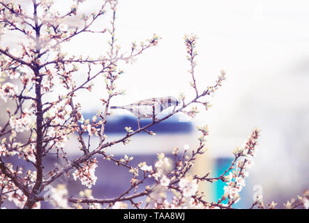 Fond naturel avec petit oiseau Moineau assis sur les branches de fleurs de la cerise dans le jardin peut-être dans un quartier calme matin lilas Banque D'Images