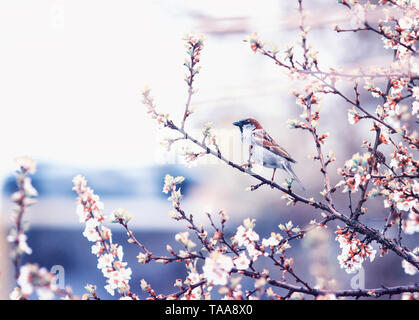 Fond naturel avec petit oiseau Moineau assis sur les branches de fleurs de la cerise dans le jardin peut-être dans un quartier calme matin lilas Banque D'Images