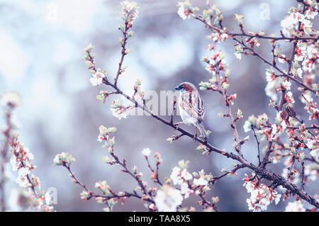 Fond naturel avec petit oiseau Moineau assis sur les branches de fleurs de la cerise dans le jardin mai sous la pluie chaude Banque D'Images