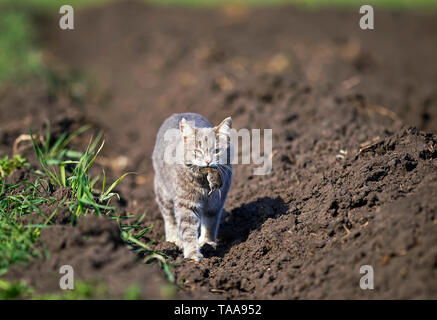 Chat marche à rayures en bas de la rue dans le jardin dans une ferme avec un rat gris pris dans ses dents Banque D'Images