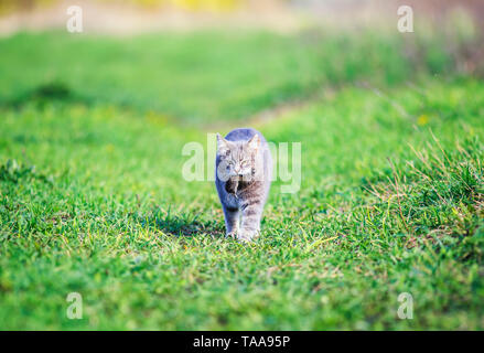 Rayé agile chat marche sur l'herbe verte dans le jardin dans le village avec un rat gris pris dans ses dents Banque D'Images