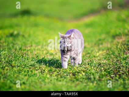 Rayé agile chat marche sur l'herbe verte dans le jardin dans le village avec un rat gris pris dans ses dents Banque D'Images