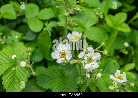 Les fraises des bois, Fragaria vesca plante Banque D'Images