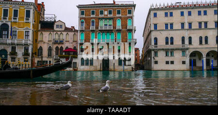 Vencia, Italie, 5 mars 2018. La ville la plus romantique au monde, envahi par les dangereux et agressif des mouettes la chasse pour la nourriture. Banque D'Images