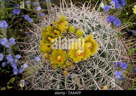 Fourreau en fleurs de cactus du désert dans l'Anza-Borrego State Park, Californie, USA. Banque D'Images