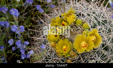 Fourreau en fleurs de cactus du désert dans l'Anza-Borrego State Park, Californie, USA. Banque D'Images