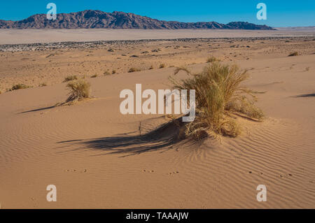 Dunes du désert du namib en Namibie. Banque D'Images