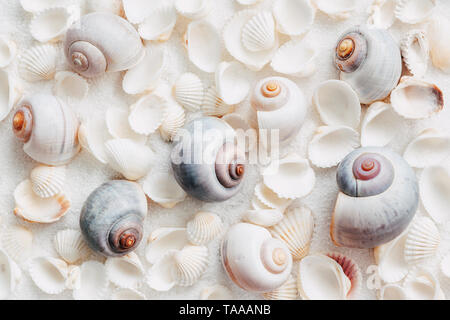 Des coquilles d'escargots et de coquillages sur le sable blanc Banque D'Images