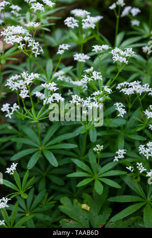 Wald-Meister Wohlriechendes, Waldmeister, Galium odoratum, Labkraut, Sweet Woodruff, sweetscented le gaillet, Woodruff, wild Baby's Breath, le Spa Balmoral Banque D'Images