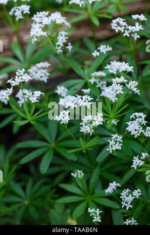 Wald-Meister Wohlriechendes, Waldmeister, Galium odoratum, Labkraut, Sweet Woodruff, sweetscented le gaillet, Woodruff, wild Baby's Breath, le Spa Balmoral Banque D'Images