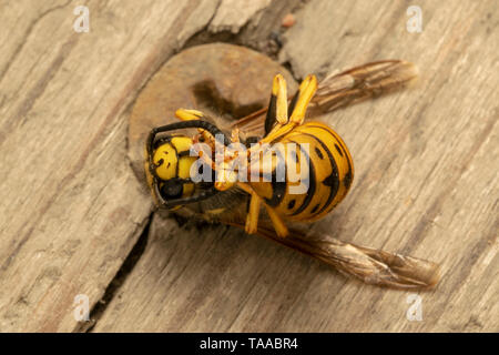 L'allemand, Guêpe Guêpe européenne ou allemande (yellowjacket lat. Vespula germanica) Banque D'Images