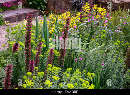 Un gros plan d'Echium russicum (rouge fleur du viper et Euphorbia palustris dans la résilience jardin conçu par Sarah Eberle au RHS Chelsea Flow Banque D'Images