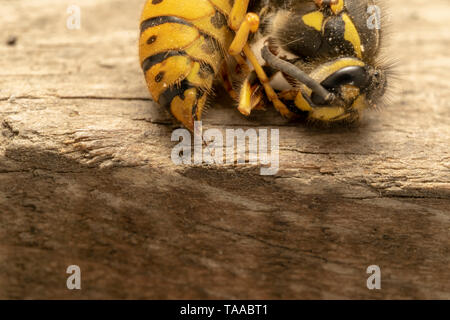 L'allemand, Guêpe Guêpe européenne ou allemande (yellowjacket lat. Vespula germanica) Banque D'Images