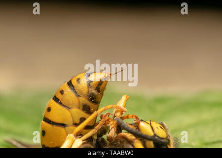 L'allemand, Guêpe Guêpe européenne ou allemande (yellowjacket lat. Vespula germanica) Banque D'Images