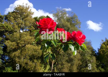 Floribunda roses rouges sur Bush contre ciel et vert des arbres contexte Banque D'Images