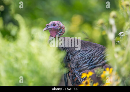 La turquie se cachant dans les arbres et arbustes - prise près du centre d'accueil de la Minnesota Valley National Wildlife Refuge Banque D'Images