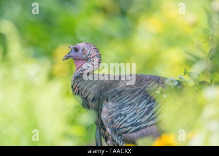 La turquie se cachant dans les arbres et arbustes - prise près du centre d'accueil de la Minnesota Valley National Wildlife Refuge Banque D'Images