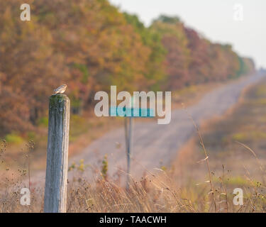 Bruant des neiges arrivant pour l'hiver sur un poteau en bois avec pays de gravier dans le Wisconsin rural avec la couleur de l'automne les arbres d'automne - jaune, orange, rouge, Banque D'Images