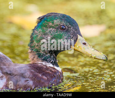 Portrait d'un mâle juvénile canard colvert la mue des plumes dans la plaine inondable de la rivière Minnesota dans le Minnesota Valley Wildlife Refuge Banque D'Images