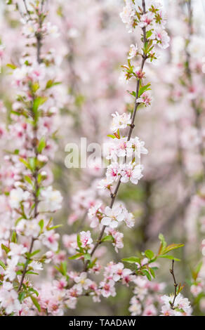 L'une des fleurs roses fleurs prune fleurit dans Parc Jardin Botanique à Wuhan, Hubei en Chine. Banque D'Images