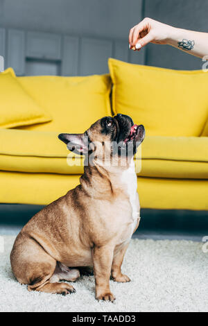 Portrait de femme avec la main sur le tatouage de snack mignon bouledogue français Banque D'Images