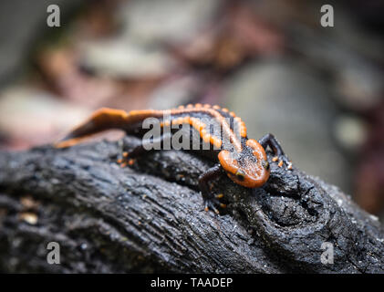 Grumes en bois salamandre sur crocodile reptile faune tachetée salamandre orange et noir animaux rares sur la forêt tropicale de montagne d'autres noms comme la salamandre Banque D'Images